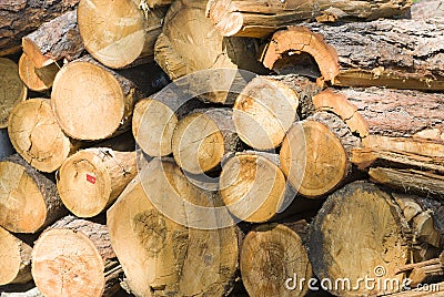 Stacked logs in forest
