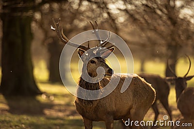 Stag Amongst Trees