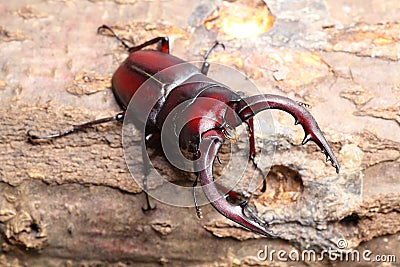 Stag beetle