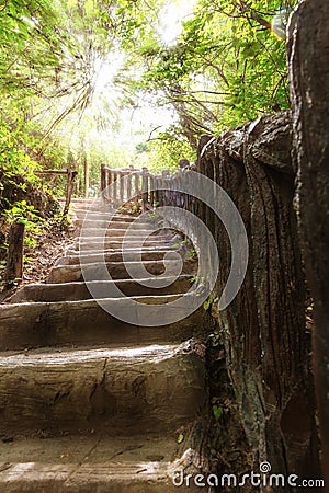 Stairs in tropical forest