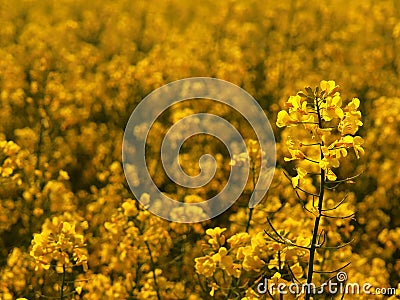 Stalk of rape in the spring yellow field bloominf flowers
