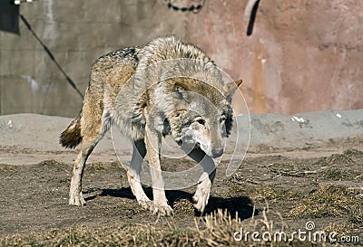 http://thumbs.dreamstime.com/x/stalking-wolf-15558626.jpg