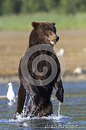 Standing Bear