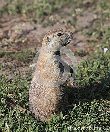 A Standing Gunnison s Prairie Dog Searching His Territory for En