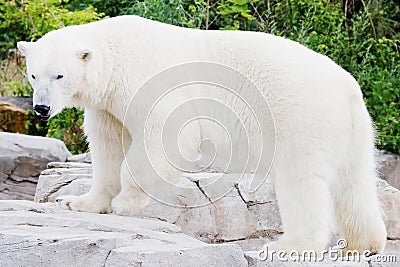 Standing ice bear