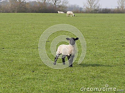 Standing lamb with black head ears and legs