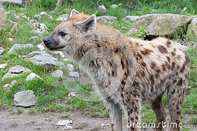 Standing spotted hyena (Crocuta crocuta)