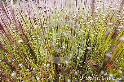 Star flower on the mountain