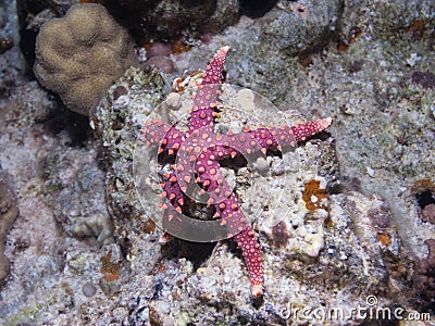 Starfish Gomophia egyptiaca Gray sea star on a cor