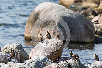 Starlings sitting on a rock