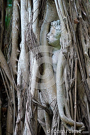 Statue of child trapped in banyon tree