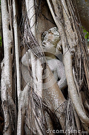 Statue of person trapped in banyon tree