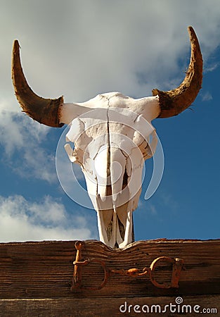 Steer skull with horns.