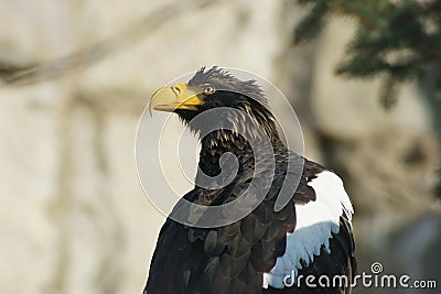 Steller s sea eagle looks backward.
