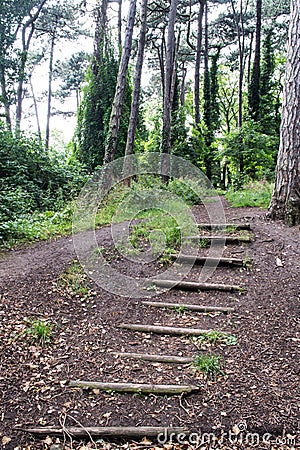 Steps to the Forest Trail