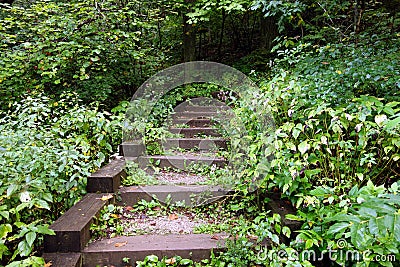 Steps to help climb up and into a lush forest