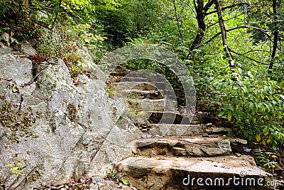 Steps to help climb up and into a lush forest