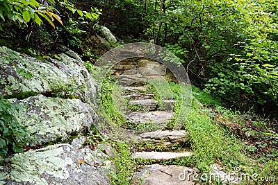 Steps to help climb up and into a lush forest