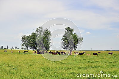 Still cow herd