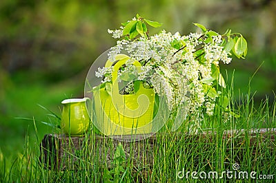 Still life with bird-cherry blossom