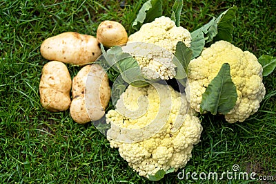 Still life - a cauliflower and potato