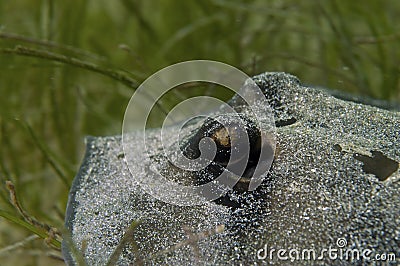 Sting Ray (particular of the eye)