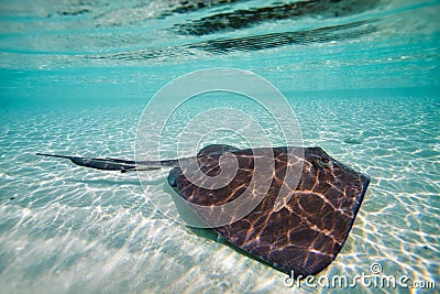 Sting ray