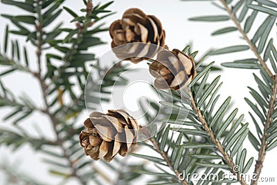 Stock Photo of Pine Cones