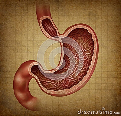 Stomach Anatomy Grunge Diagram Royalty Free Stock Photography - Image