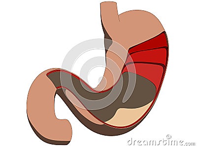 Stomach cross section