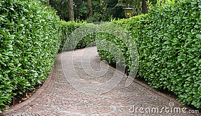 Stone pathway between hedge