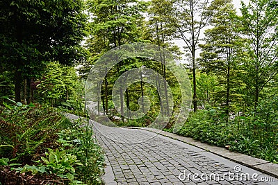 Stone pavement on hillside in spring woods