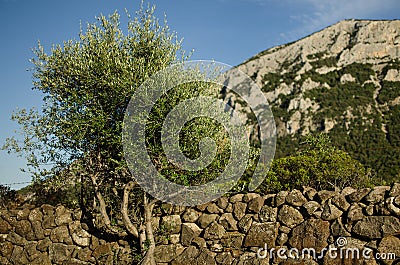 Stone wall with tree, Sardinia