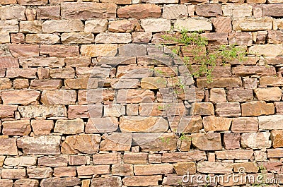 Stone walls, plants