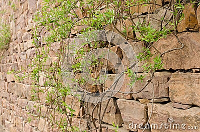 Stone walls, plants