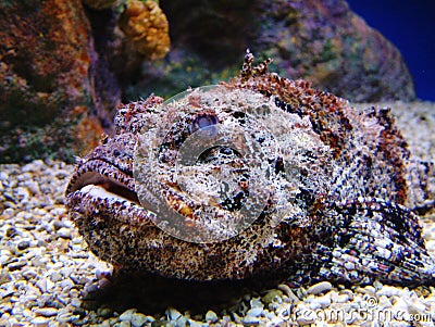 stonefish royalty laying gravel