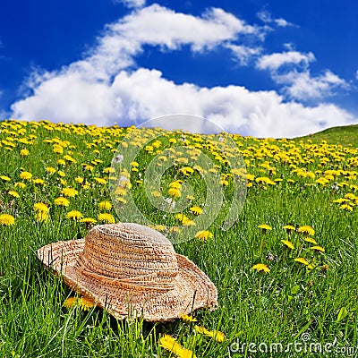 Straw hat dandelion meadow