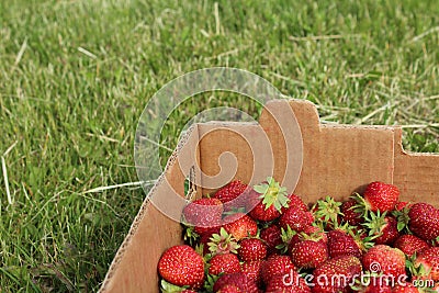 Strawberries in Box