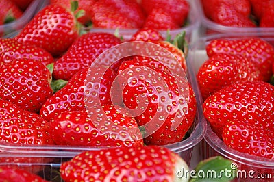 Strawberries fruit in boxes