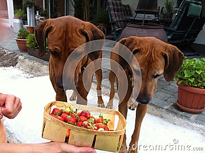 Strawberry dogs