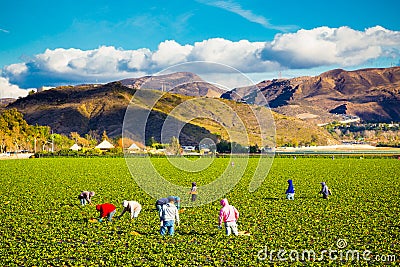 Strawberry Field Agriculture Workers