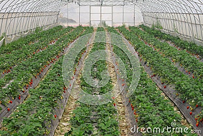 Strawberry field