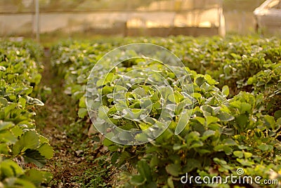 Strawberry field farm