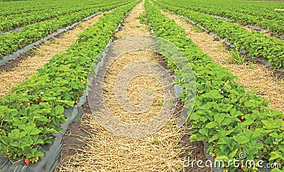 Strawberry field