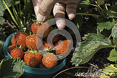 Strawberry harvest from garden