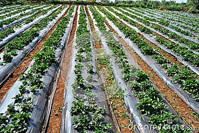 Strawberry plantation