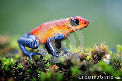 Strawberry Poison Dart Frog