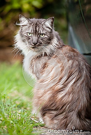 Stray Brown, Ginger and White Long-Haired Cat Sitting