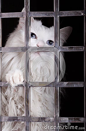 Stray cat in cages.