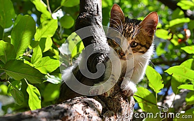 Stray cat on the tree